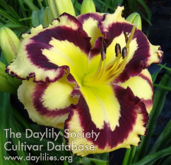 Daylily One for the Ages